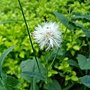 紫背草 1030724_3 中山路二段136巷.jpg