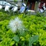 紫背草 1030724_5 中山路二段136巷.jpg
