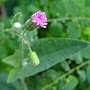 紫背草 1030808 雙和橋公園.JPG