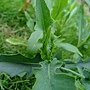 紫背草 1030812-2 連城路公園.jpg