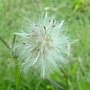 紫背草 1030812-3 連城路公園.jpg
