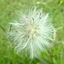 紫背草 1030812-4 連城路公園.jpg