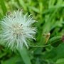 紫背草 1030812-5 連城路公園.jpg