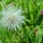紫背草 1030812-6 連城路公園.jpg