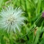 紫背草 1030812-7 連城路公園.jpg