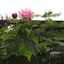 木芙蓉 951106#1~14點-1.JPG