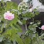 木芙蓉 951106#4~14點-1.JPG