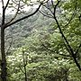 油洞花 950429_8 三峽鳶山.JPG