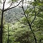 油洞花 950429_9 三峽鳶山.JPG