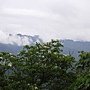 油洞花 950429_10 三峽鳶山.JPG