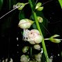 1030702_19 穗花棋盤腳.jpg