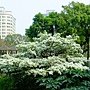 流蘇樹 1050406_1 4號公園.JPG