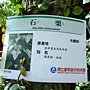 石栗 1050426_10 台北植物園.JPG