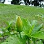 朱槿(彩印) 1050628_6 榮星花園.JPG