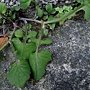 紫背草 1060302 南山高中_2.JPG