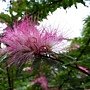 香水合歡 1060517_2 雙和公園.JPG