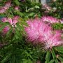 香水合歡 1060517_3 雙和公園.JPG
