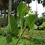 囊葉榕 1060526_1 台北植物園.JPG