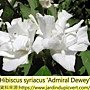 Hibiscus syriacus-Admiral Dewey.jpg