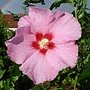 Hibiscus syriacus-Aphrodite.jpg