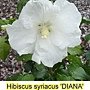 Hibiscus syriacus-Diana.jpg