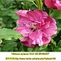 Hibiscus syriacus-Duc De Brabant.jpg