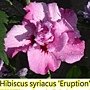 Hibiscus syriacus-Eruption.jpg