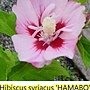 Hibiscus syriacus-Hamabo-1.jpg