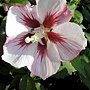 Hibiscus syriacus-Hamabo-2.jpg