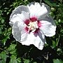 Hibiscus syriacus-Helene.jpg