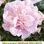 Hibiscus syriacus-JWNWood4-1.jpg