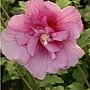 Hibiscus syriacus-Jwnwood4-2.jpg