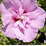 Hibiscus syriacus-Lavender Chiffon.jpg