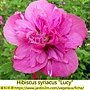 Hibiscus syriacus-Lucy.jpg