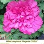 Hibiscus syriacus-Magenta Chiffon.jpg