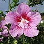 Hibiscus syriacus-Maike.jpg