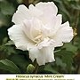 Hibiscus syriacus-Mint Cream.jpg