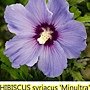 Hibiscus syriacus-Minultra-2.jpg