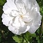 Hibiscus syriacus-Notwoodtwo.jpg