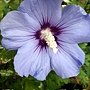 Hibiscus syriacus-Oiseau bleu.jpg