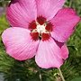 Hibiscus syriacus-Pink Giant.jpg