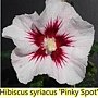 Hibiscus syriacus-Pinky Spot.jpg