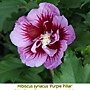 Hibiscus syriacus-Purple Pillar.jpg