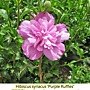 Hibiscus syriacus-Purple Ruffles.jpg