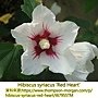 Hibiscus syriacus-Red Heart.jpg