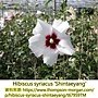 Hibiscus syriacus-Shintaeyang.jpg