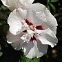 Hibiscus syriacus-Speciosus.jpg