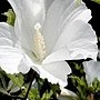 Hibiscus syriacus-Totus Albus.jpg