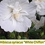 Hibiscus syriacus-White Chiffon.jpg