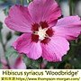 Hibiscus syriacus-Woodbridge.jpg